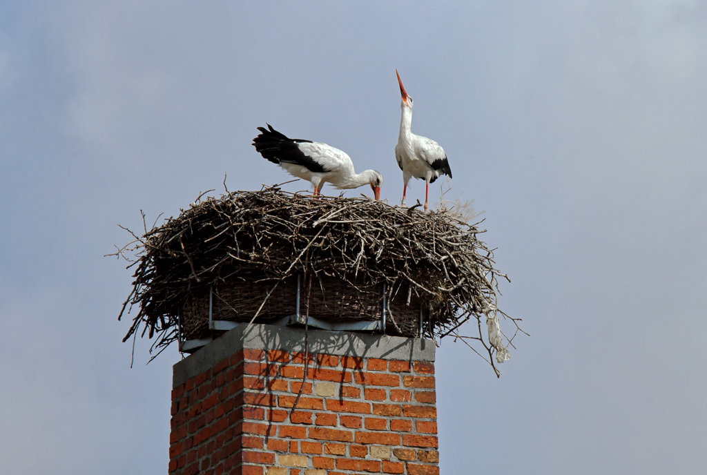 Hausputz bei Familie Storch, whrend die beiden Jungstrche hoch ber dem Nest kreisten. Leider wird der Plastikmll dabei nicht entfernt. - 21.08.2012
