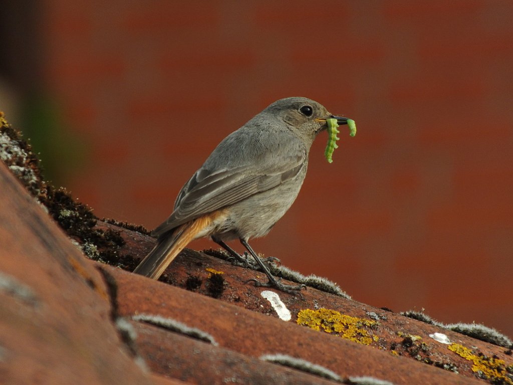 Hausrotschwanz mit einer erfolgreichen Beute im Schnabel. Nach langen Warten habe ich den kleinen aus meinen Fenster fotografieren knnen.