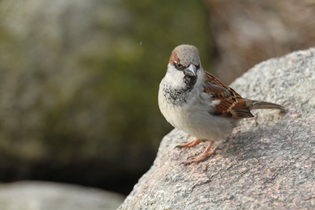 Haussperling (Passer domesticus) auf einem Stein. Zoo Karlsruhe am 9.2.2010.