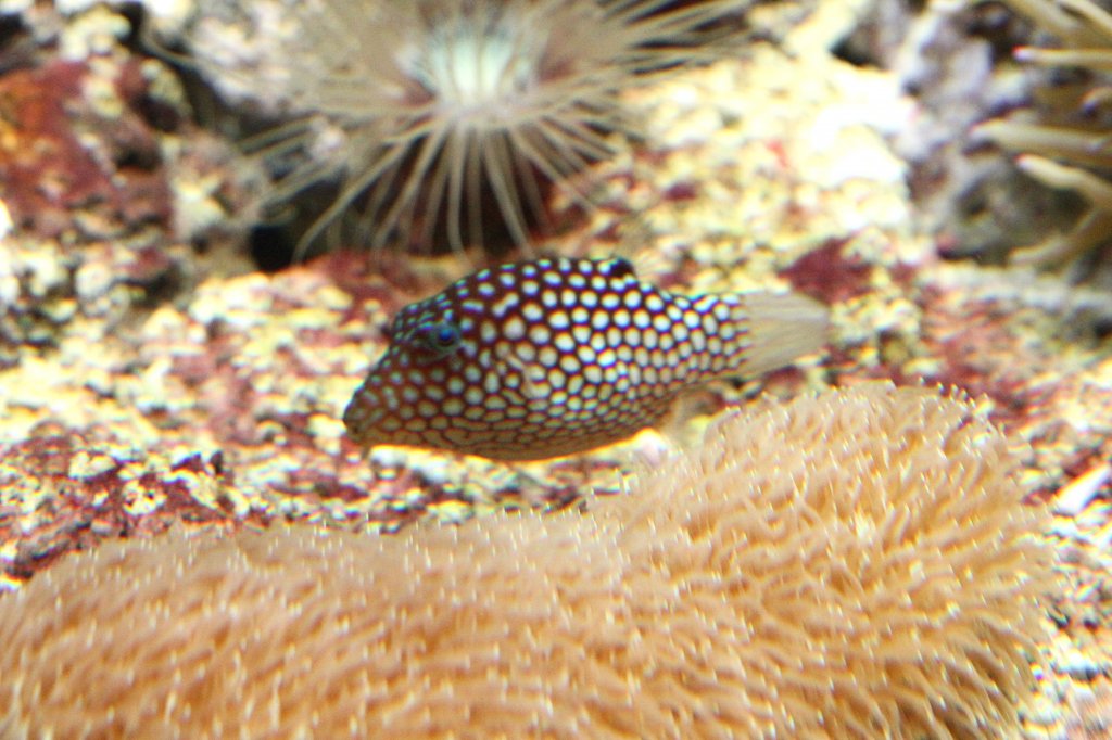 Hawaii-Spitzkopfkugelfisch (Canthigaster jactator) am 19.3.2010 im Zooaquarium Basel.