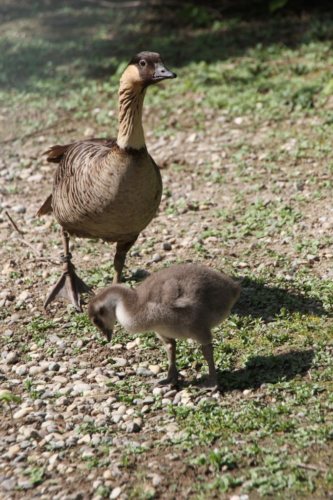 Hawaiigans auch Nēnē (Branta sandvicensis) am 26.4.2010 im Vogelpark Eggenstein-Leopoldshafen.