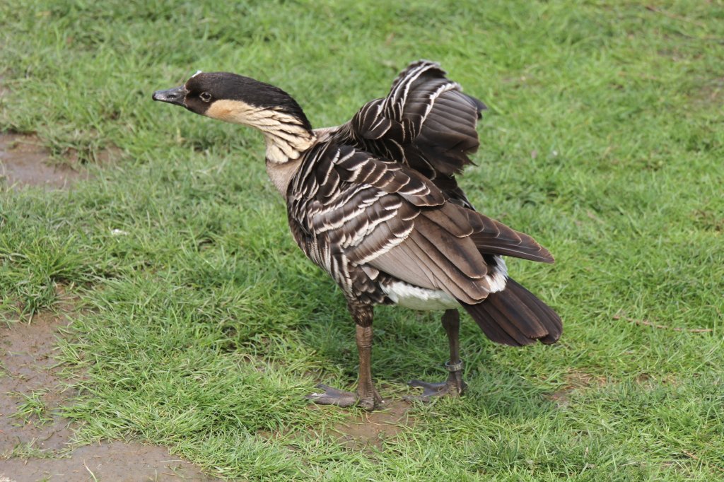 Hawaiigans (Branta sandvicensis) am 14.4.2010 im Vogelpark Dielheim-Balzfeld.