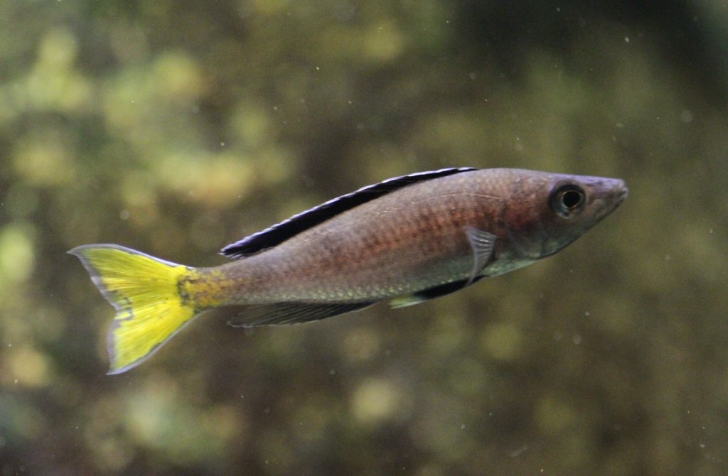 Hechtlingschilide (Cyprichromis leptosoma) am 9.2.2010 im Vivarium Karlsruhe.