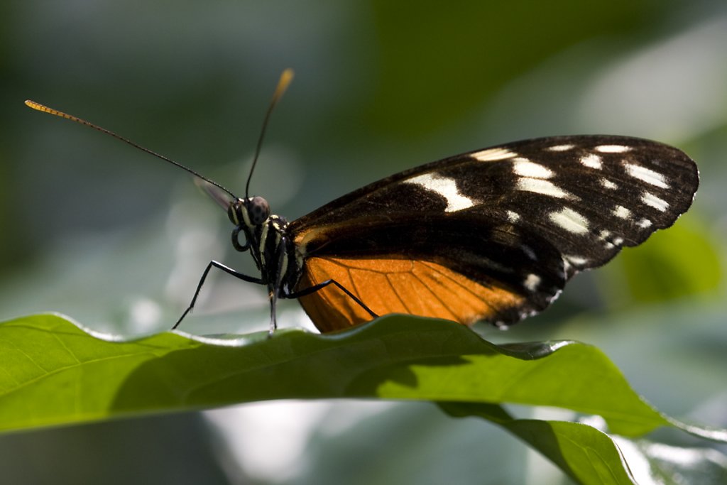 Heliconiidae, Heliconius hecale, 05.04.2008 Stuttgart