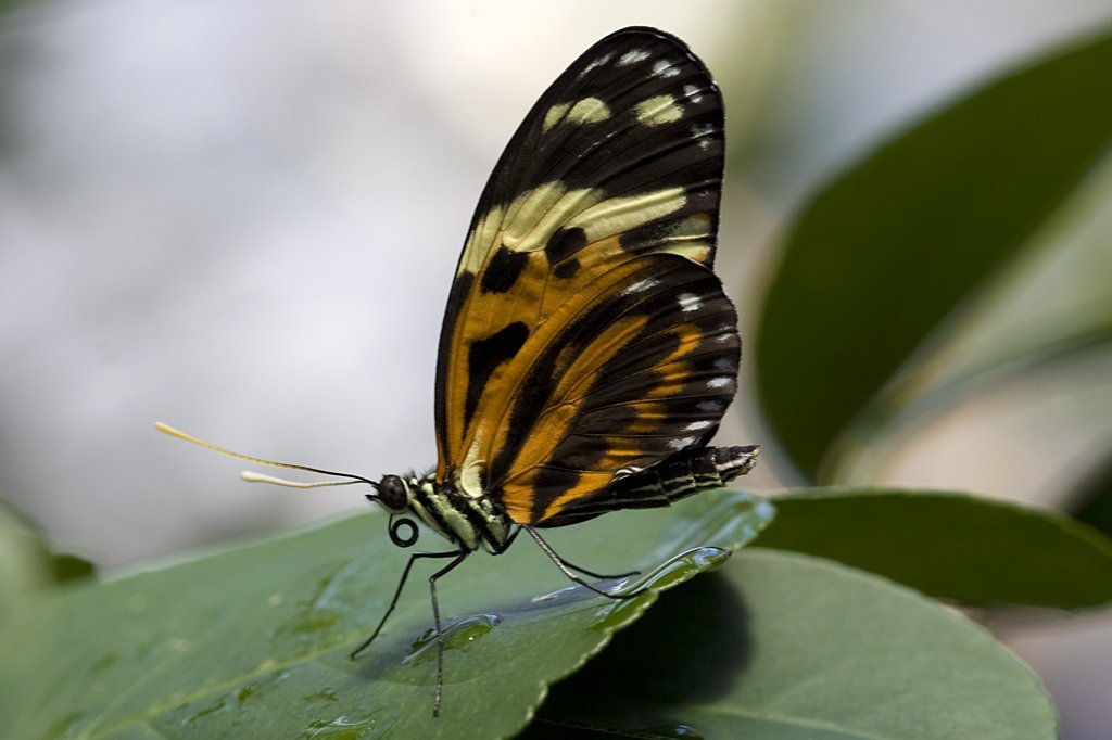 Heliconiidae, Heliconius numata, 11.01.2008 Mnchen