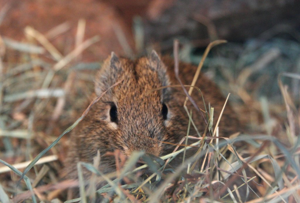 Hellbraunes Wieselmeerschweinchen (Galea monasteriensis) versteckt sich im Gras. Tierpark Berlin am 9.1.2010.