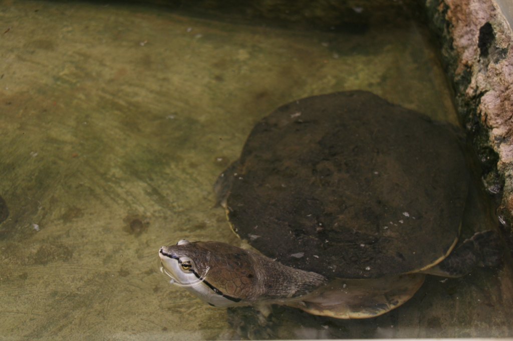 Helle Krtenkopfschildkrte oder Froschkopf-Schildkrte (Phrynops hilarii) am 9.1.2010 im Tierpark Berlin.