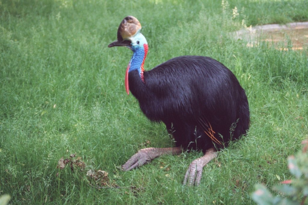 Helmkasuar (Casuarius casuarius) am 1.6.1992 im Zoo Berlin.