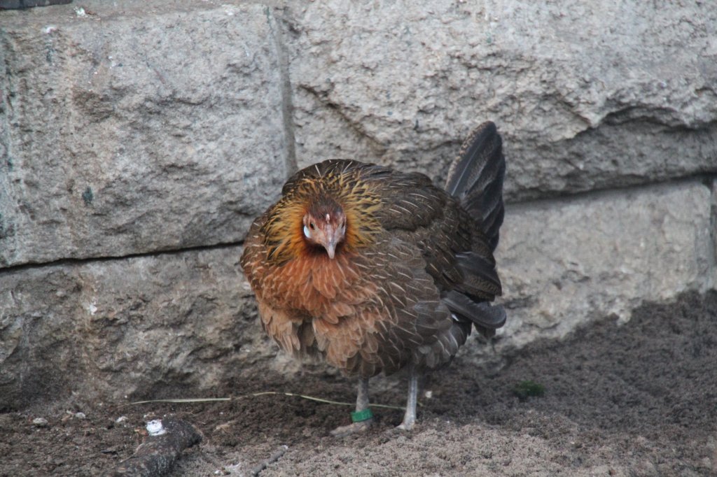 Henne des Bankivahuhns (Gallus gallus), dem Stammvater der meisten Hhnerrassen. Zoo Berlin am 25.2.2010.