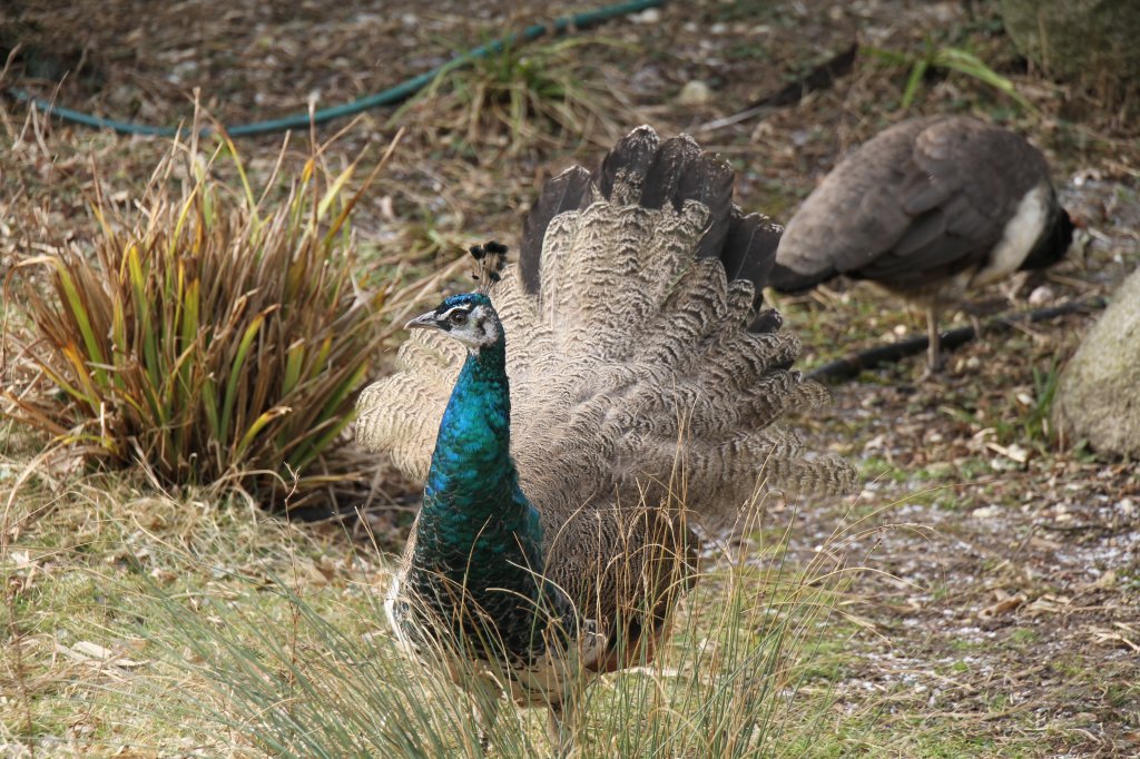 Henne des Blauen Pfaus (Pavo cristatus) am 9.2.2010 im Zoo Karlsruhe.