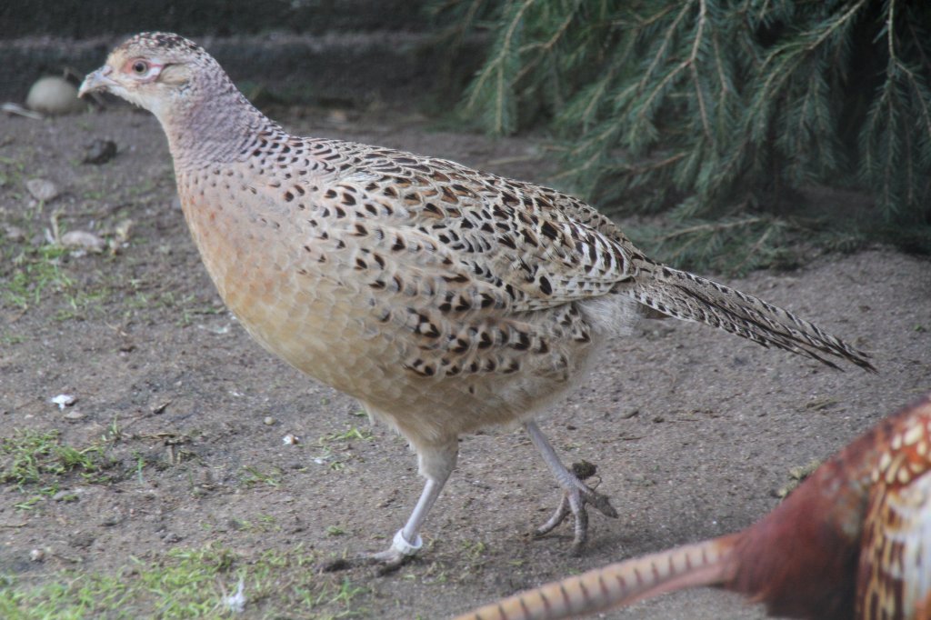 Henne des Jagdfasanes (Phasianus colchicus) am 14.4.2010 im Vogelpark Dielheim-Balzfeld.