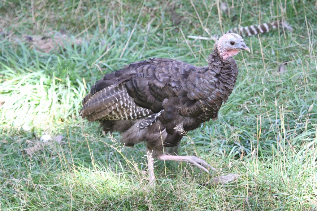 Henne des Wild-Truthuhns (Meleagris gallopavo) am 18.9.2010 im Zoo Sauvage de Saint-Flicien,QC. 
