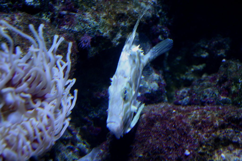 Heringsknig (Zeus faber) oder auch Sonnen-, Peters-, Christus- und Martinsfisch am 12.12.2009 im Zoo-Aquarium Berlin.