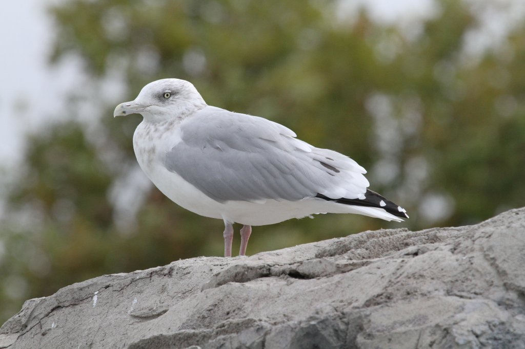 Heringsmwe (Larus fuscus) am 3.10.2010 im Marineland in Niagara Falls,ON.