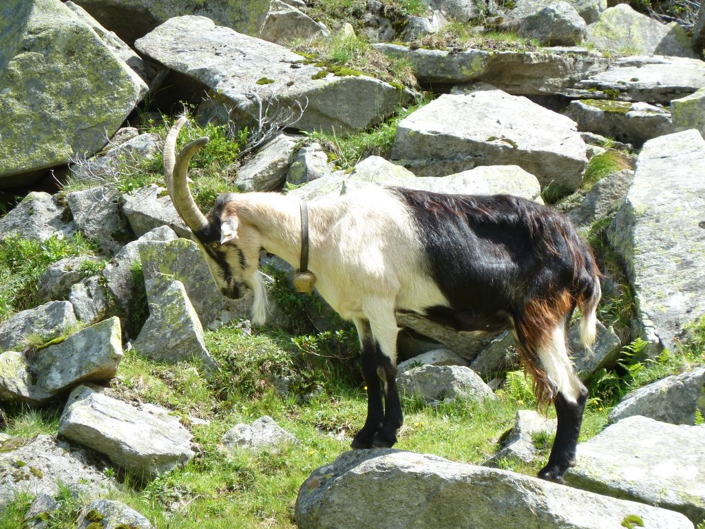 Hier eine Bergziege im Zillergrndl. Fotografiert whrend eines Urlaubs am 07.08.2012.