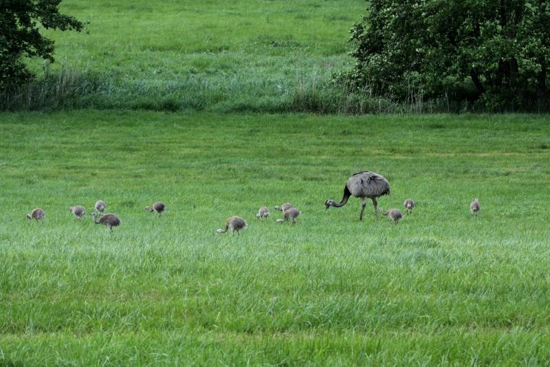 Hier ist der Clan gemeinsam zu sehen. Schattin (NWM), 16.07.2011