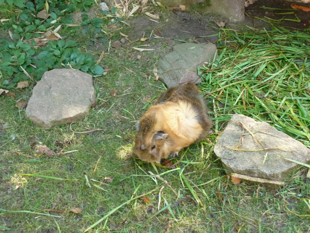 Hier ein Meerschweinchen (Rosette). Gesehen im Tierpark Nrnberg, 01.10.11.