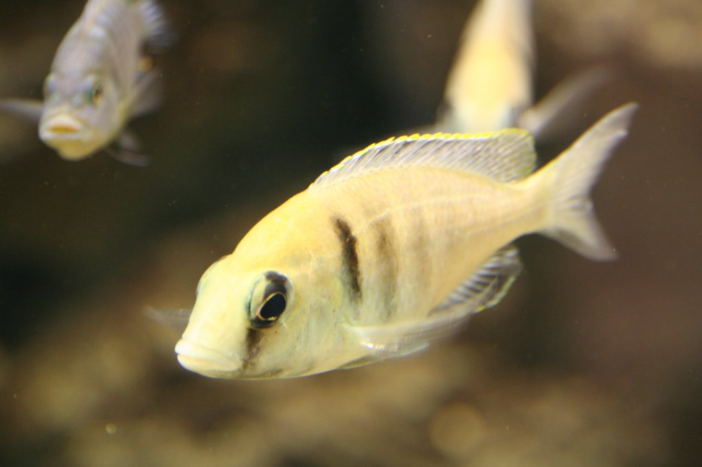 Hier ist ein Placidochromis electra, ein Buntbarsch aus dem Malawi-See zu sehen. Zoo Dresden am 7.12.2009.