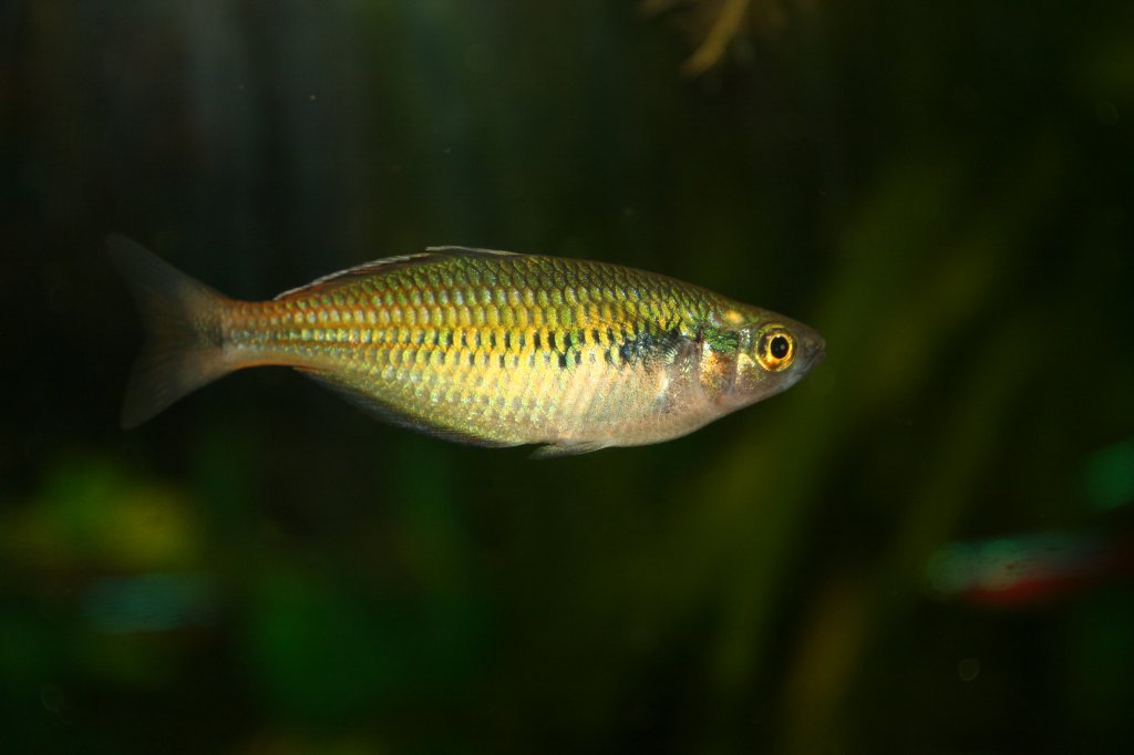 Hier ist ein weiblicher Boesemans-Regenbogenfisch oder auch Harlekin-Regenbogenfisch (Melanotaenia boesemani) im Aquarium zu sehen.