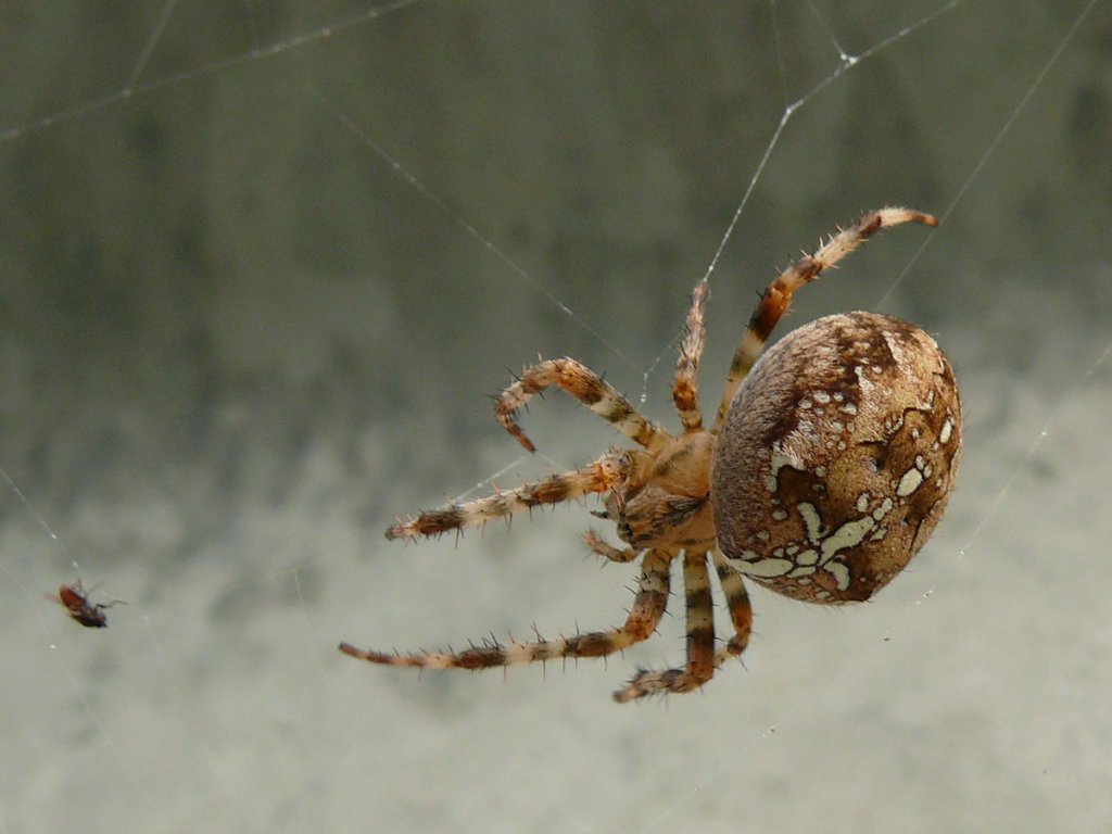 Hier gibt es Beute fr die Kreuzspinne (Araneus diadematus); Nettelberg, 03.10.2010
