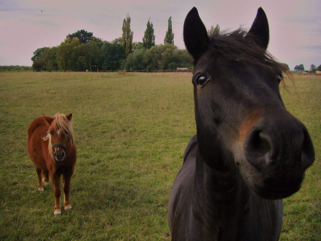 Hier habe ich beide neugierig gemacht und aufs Bild bannen knnen, auf der Weide an der Mulde im Herbst