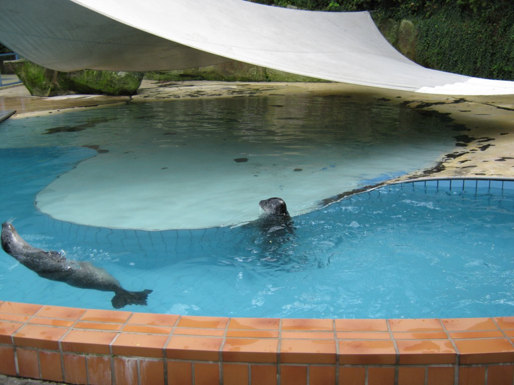 Hier habe ich einen Europ Seehund Fotografiert. Das Bild habe ich beim Tag der offenen Tr im Saarbrcker Zoo gemacht. Aufgenommen wurde das Foto am 12.09.2010. 