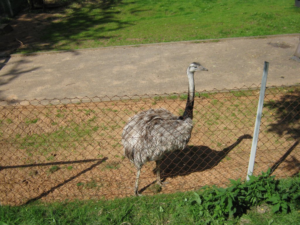 Hier habe ich einen gewhnlichen Nandu beim Tag der offenen Tr im Saarbrcker Zoo Fotografiert. Die Aufnahme habe ich am 12.09.2010 gemacht.