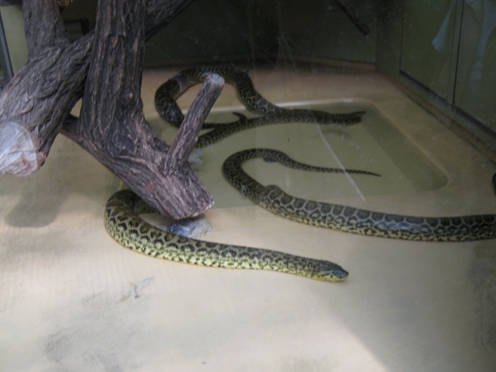 Hier habe ich eine Schlange Gelbe Anaconda Fotografiert. Das Bild habe ich beim Tag der offenen Tr im Saarbrcker Zoo gemacht. Aufgenommen wurde das Bild am 12.09.2010. 