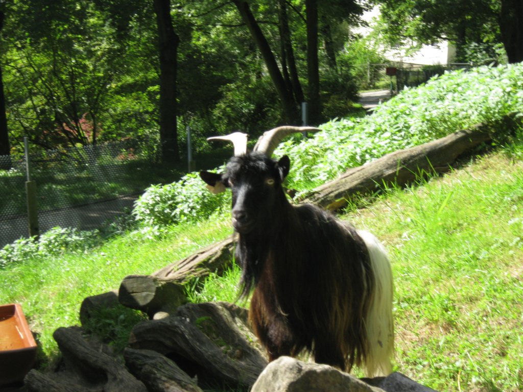 Hier habe ich eine Walliser Schwarzhalsziege Fotografiert. Das Bild habe ich beim Tag der offenen Tr im Saarbrcker Zoo gemacht. Aufgenommen wurde das Foto am 12.09.2010. 