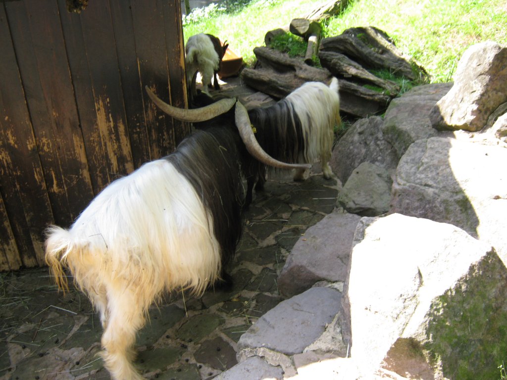 Hier habe ich Walliser Schwarzhalsziegen Fotografiert. Das Bild habe ich beim Tag der offenen Tr im Saarbrcker Zoo gemacht. Aufgenommen wurde das Bild am 12.09.2010. 