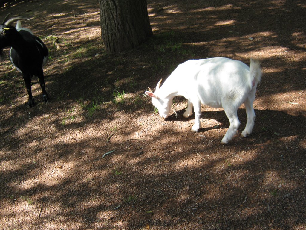 Hier habe ich eine Zwergziege Fotografiert. Das Bild habe ich beim Tag der offenen Tr im Saarbrcker Zoo gemacht. Aufgenommen wurde das Bild am 12.09.2010. 