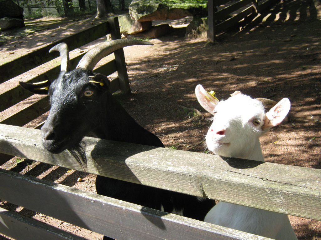 Hier habe ich eine Zwergziege Fotografiert. Das Bild habe ich beim Tag der offenen Tr im Saarbrcker Zoo gemacht. Aufgenommen wurde das Bild am 12.09.2010. 