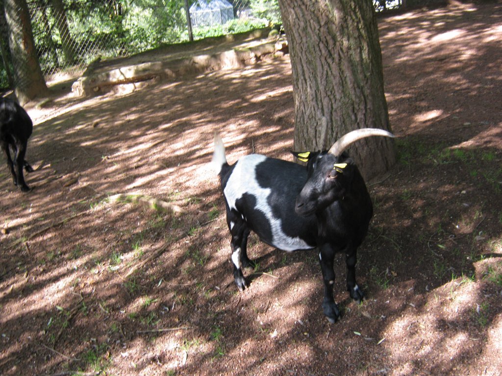 Hier habe ich eine Zwergziege Fotografiert. Das Bild habe ich beim Tag der offenen Tr im Saarbrcker Zoo gemacht. Aufgenommen wurde das Bild am 12.09.2010. 