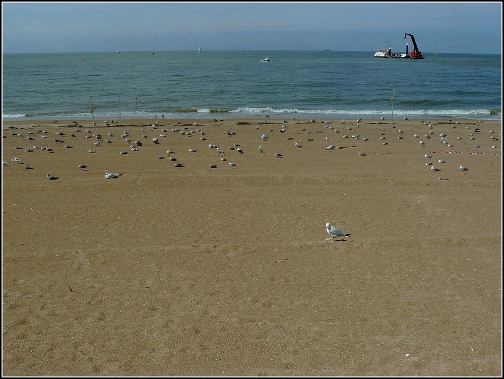 Hier haben wir unsere Ruhe. Eine ganze Mvenkolonie geniesst den wegen Bauarbeiten abgesperrten Strand in Hafennhe von Oostende. 11.08.2010 (Hans)