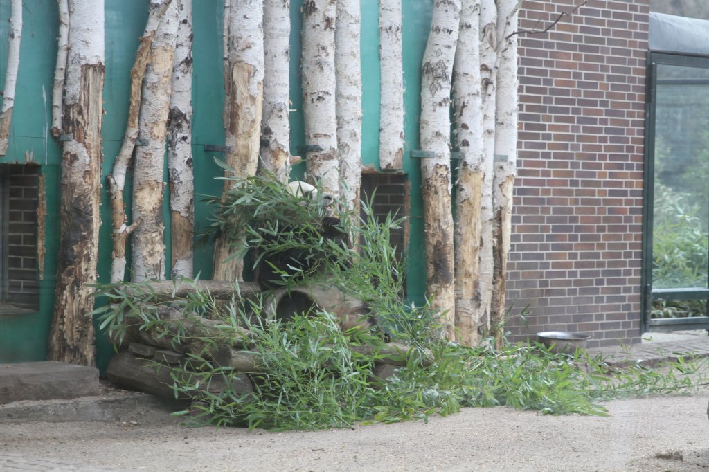 Hier hat sich Bao Bao, ein Groer Panda (Ailuropoda melanoleuca) gut versteckt. Zoo Berlin am 11.3.2010.