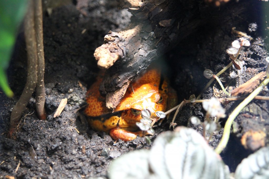 Hier hat sich ein Tomatenfrosch (Dyscophus antongilii) versteckt. Zooaquarium Berlin am 12.3.2010.