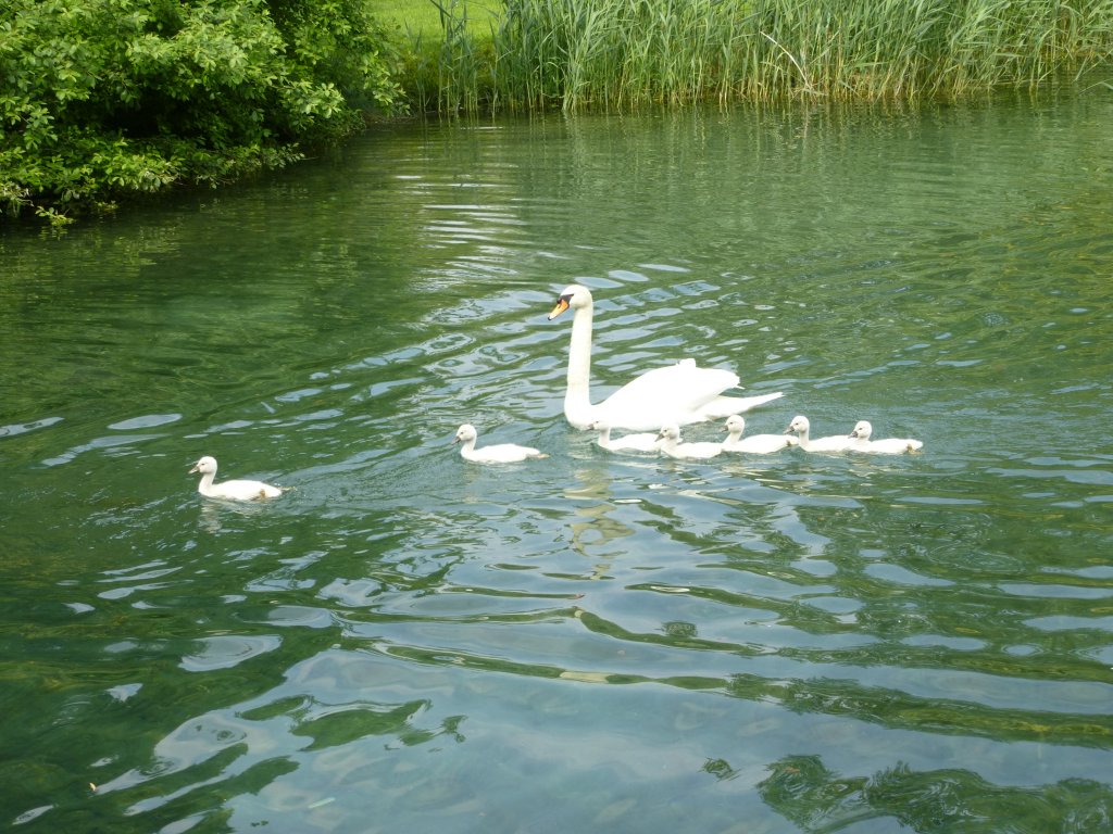 Hier noch einmel eine Schwanenfamilie in Riva del Garda, 28.05.13.
