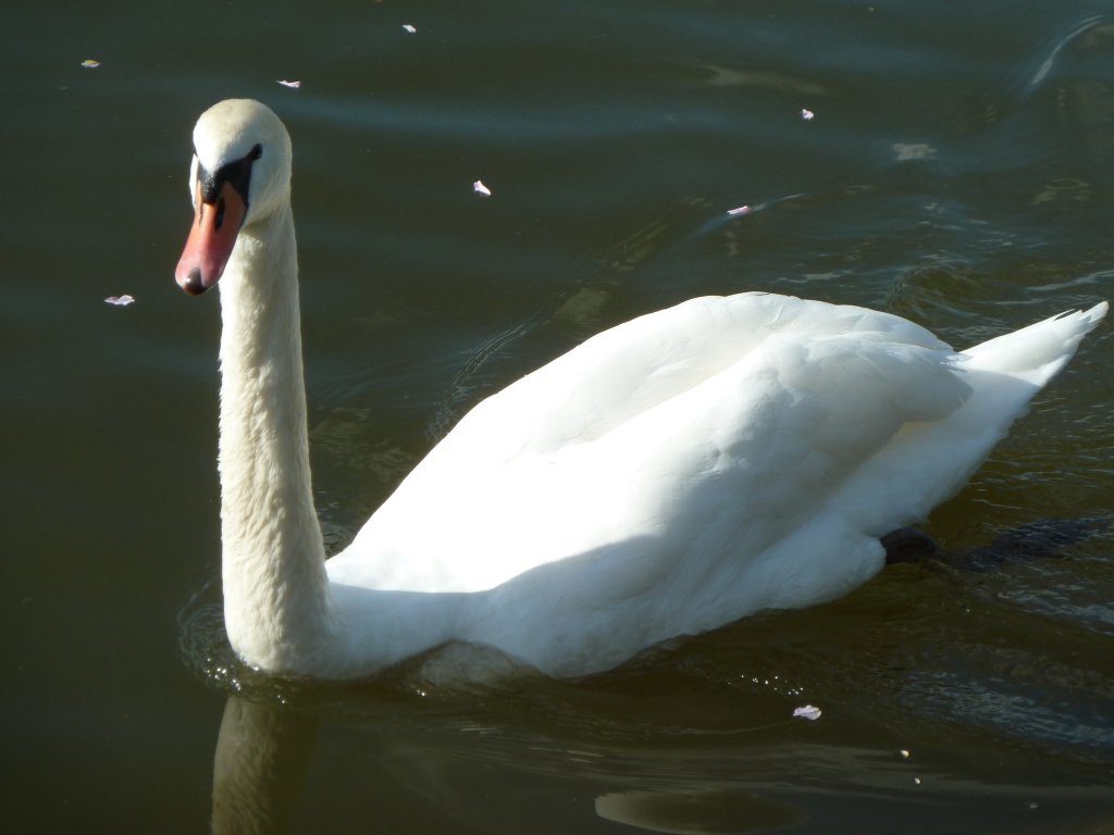 Hier schwimmmt ein Hckerschwan auf dem Main.
Fotografiert am 11.05.13.