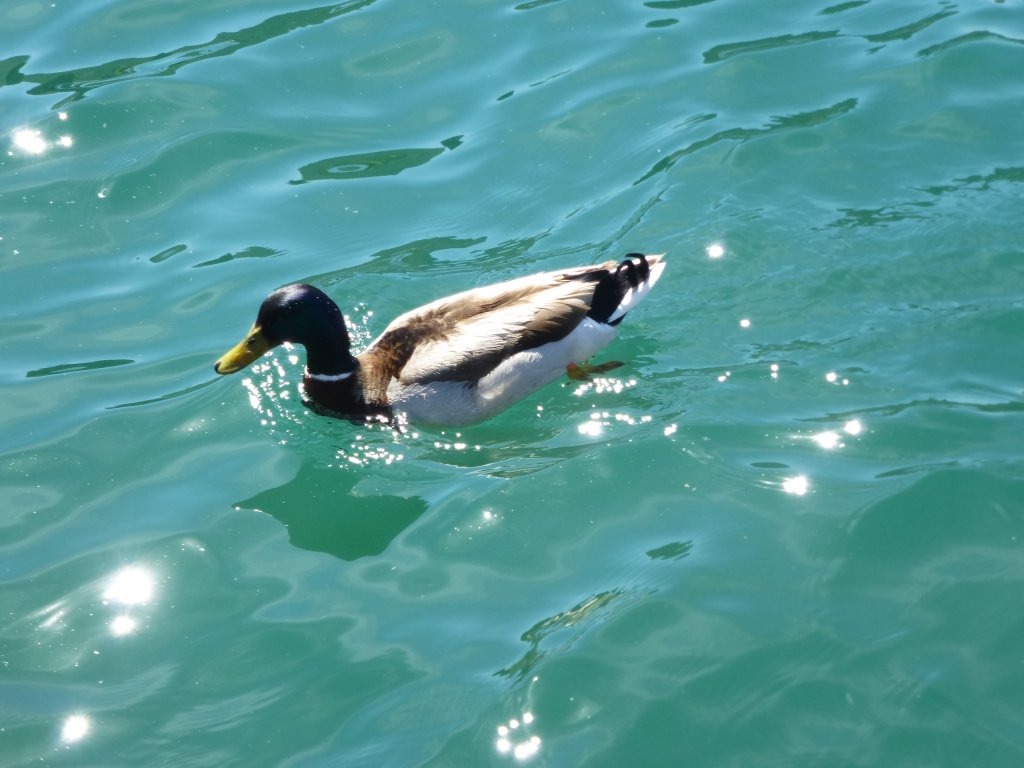 Hier schwimmt eine Ente im Gardasse, Garda am 28.05.2013.