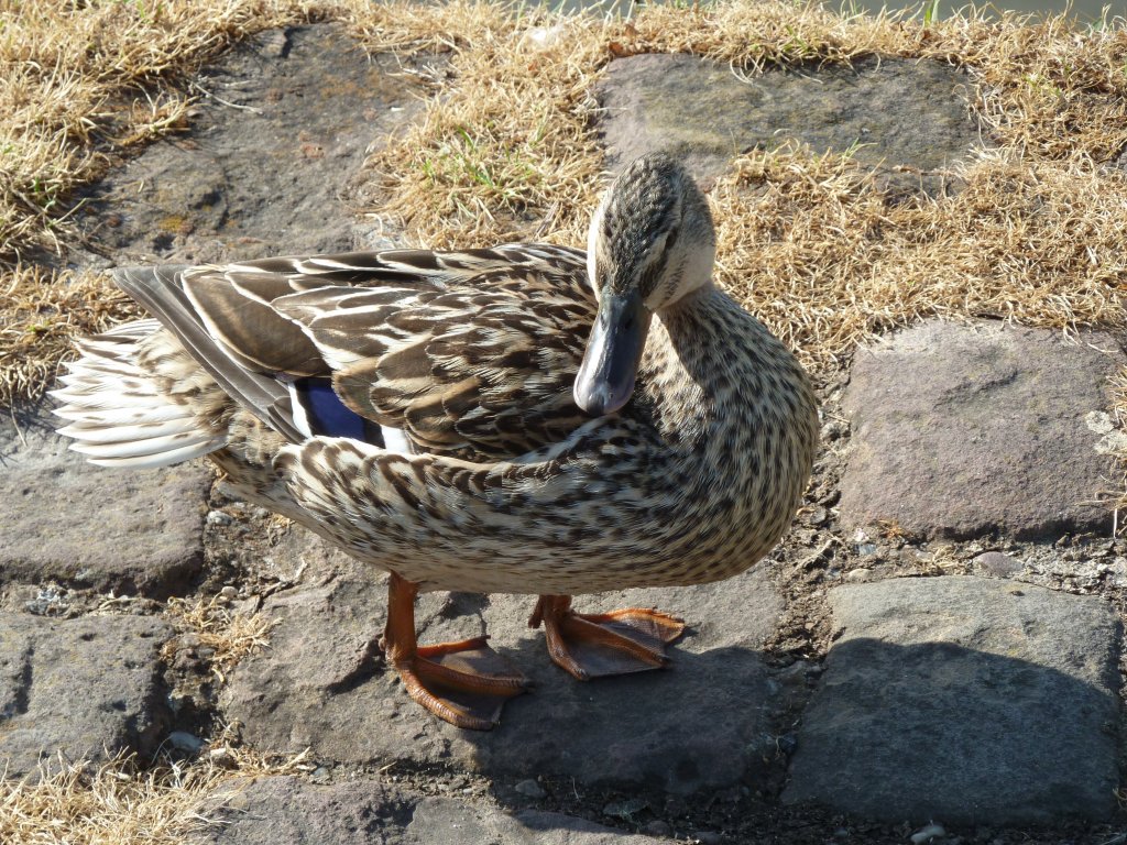 Hier sieht man eine Ente am Main.
Fotografiert am 11.05.13.