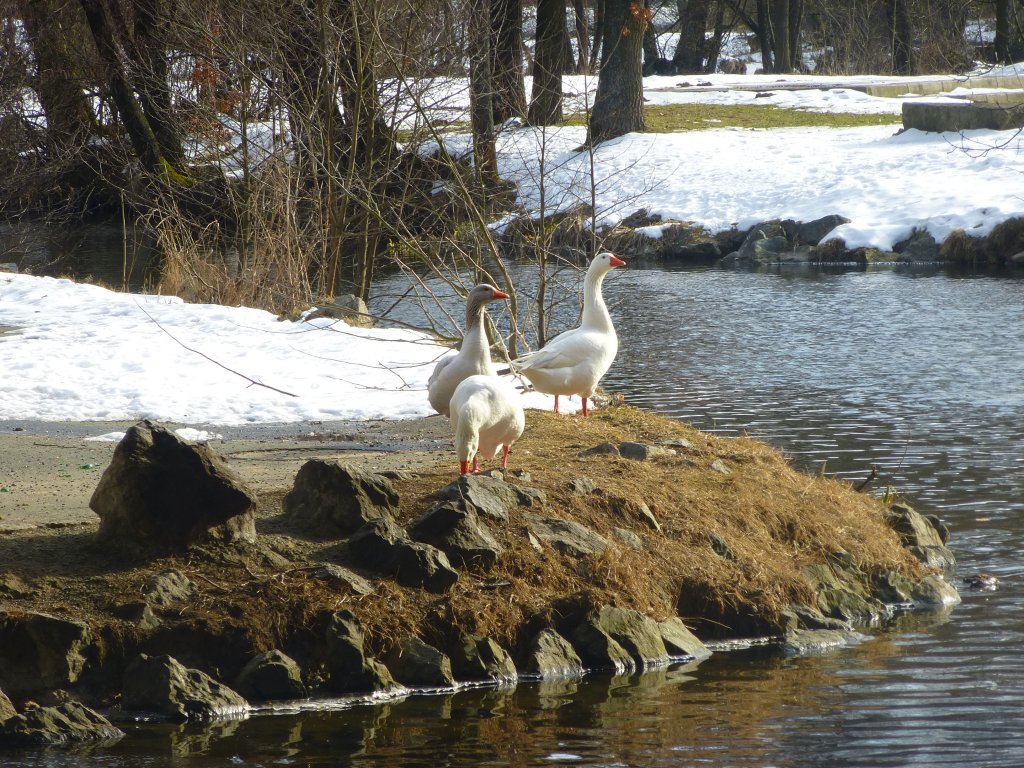 Hier sind drei Gnse am Saaleufer in Schwarzenbach/Saale zu sehen. 24.03.13.