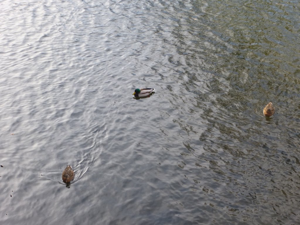 Hier sind drei Stockenten in der schsichen Saale in Schwarzenbach/Saale zu sehen. 24.03.13.