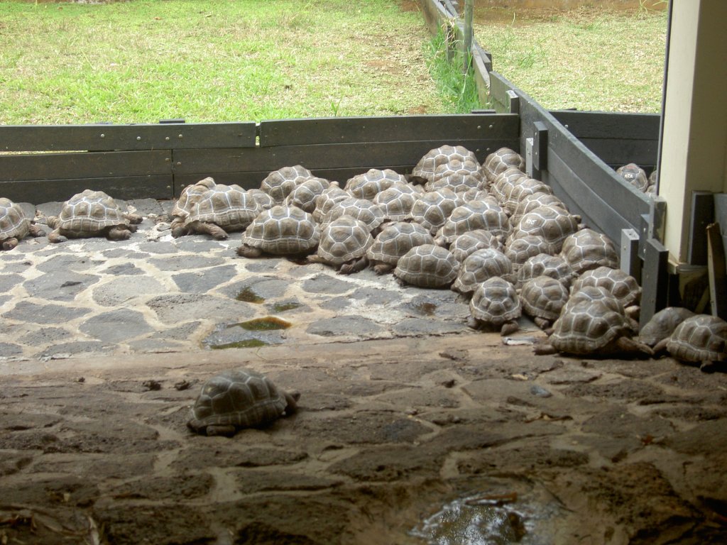 Hier werden die kleinen Aldabra-Riesenschildkrten (Aldabrachelys gigantea) nach Alter sortiert. Diese mssten 3-5 Jahre alt sein. Park La Vanille auf Mauritius.
