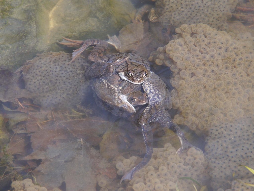 Hier wird Frosch-Nachwuchs produziert in einem Tmpel in der Schsischen Schweiz, 17.04.2013
