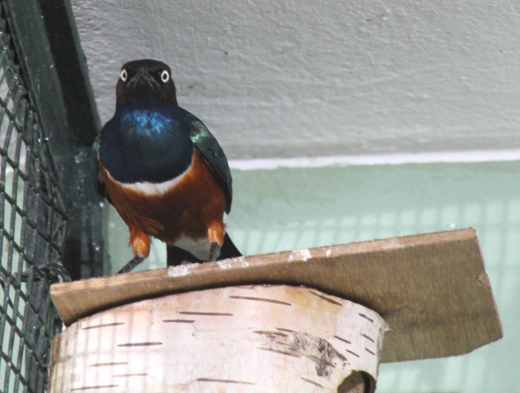 Hier wird man von einem Dreifarben-Glanzstar (Lamprotornis superbus) berwacht. Zoo Berlin am 25.2.2010.
 
