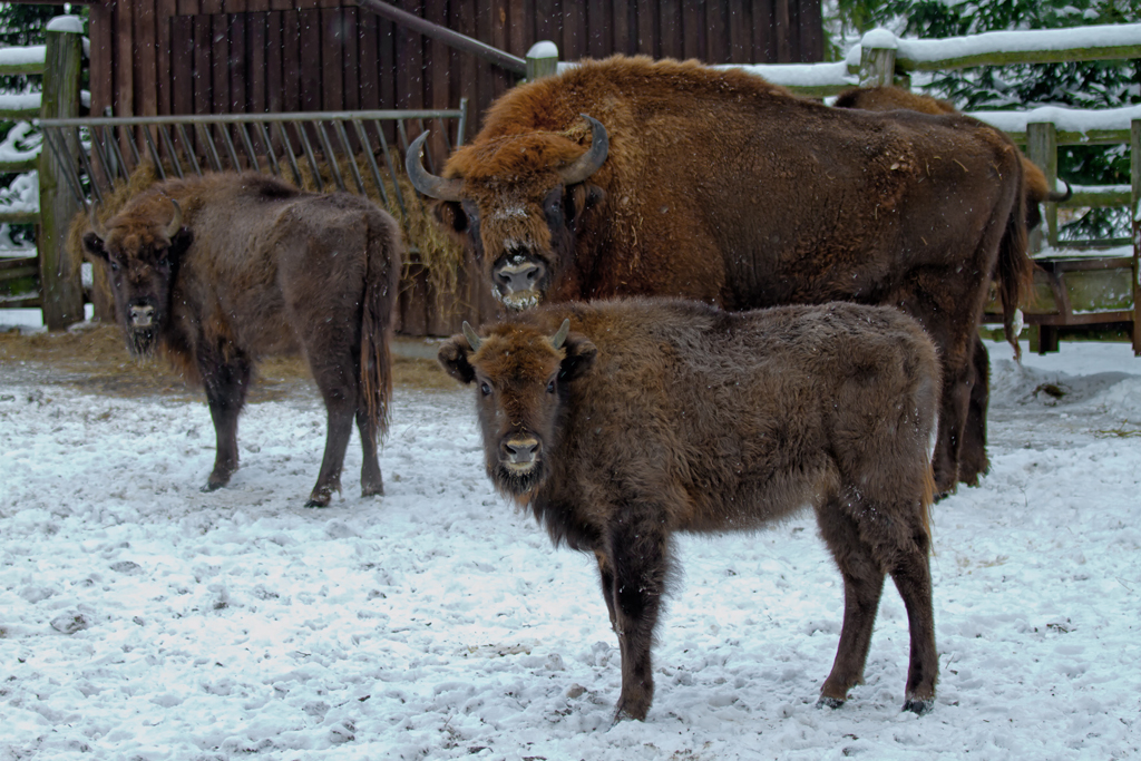 Hier wundern sich die Wisente (warscheinlich) ber die Zaungste am Gehege in Dargen. - 16.01.2013
