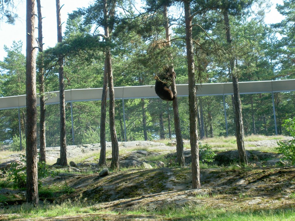 Hier zeigt es sich, dass es keinen Sinn macht sich vor Braunbren auf einen Baum zu retten. 2.7.2006 im Safaripark Kolmrden.