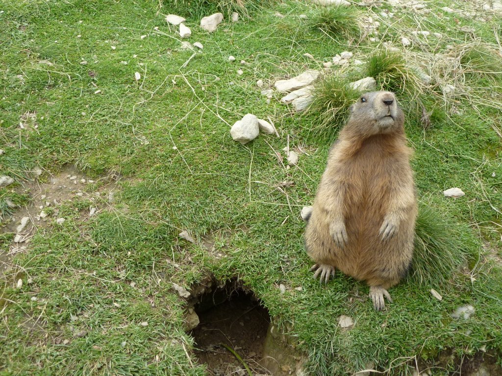 Hier zu sehen ist ein Murmeltier, welches in einem Murmeltiergehege an der Zillertaler Hhenstrae das Futter riechen kann. Fotografiert am 09.08.12.
