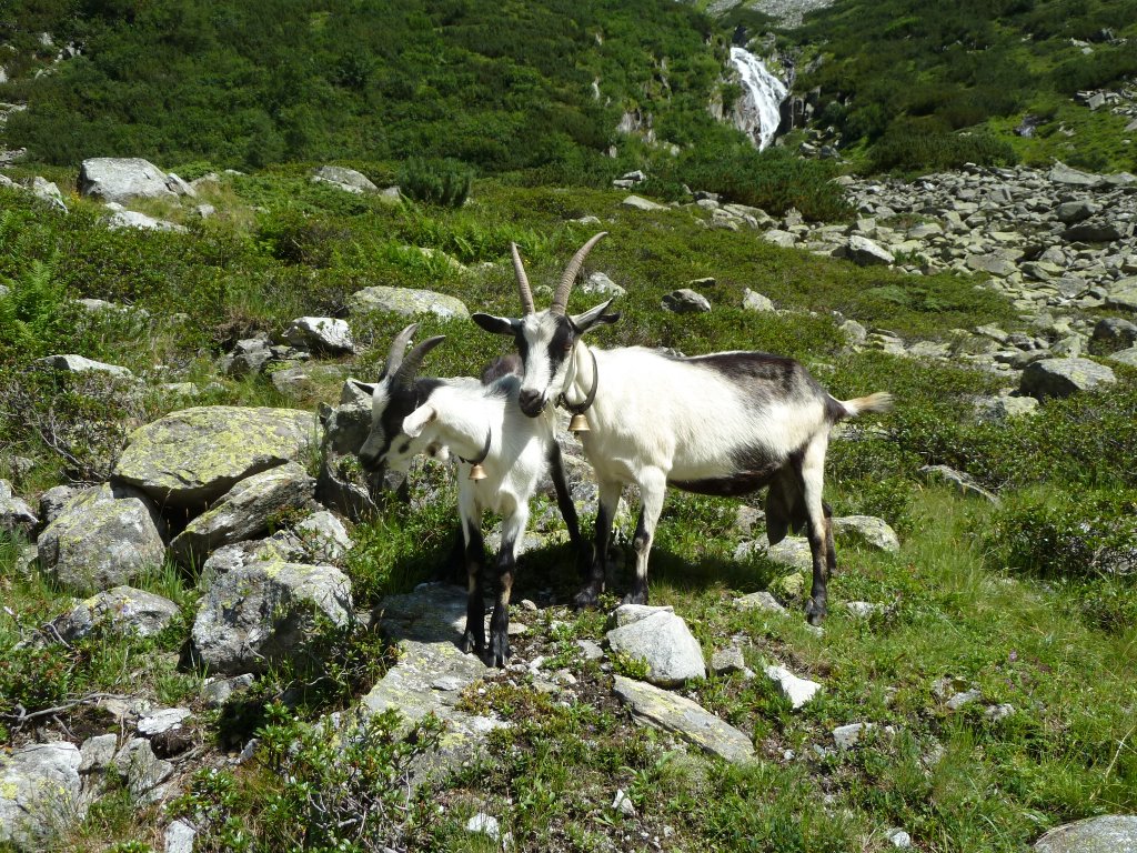 Hier zu sehen sind 2 Bergziegen im Zillergrndl. Fotografiert whrend eines Urlaubs am 07.08.2012.