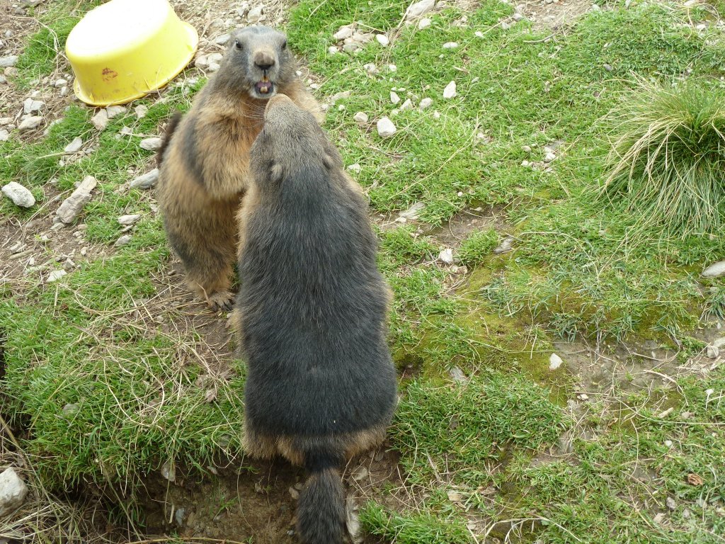 Hier zu sehen sind 2 Murmeltiere in einem Murmeltiergehege an der Zillertaler Hhenstrae. Fotografiert am 09.08.12.